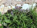 Borago officinalis